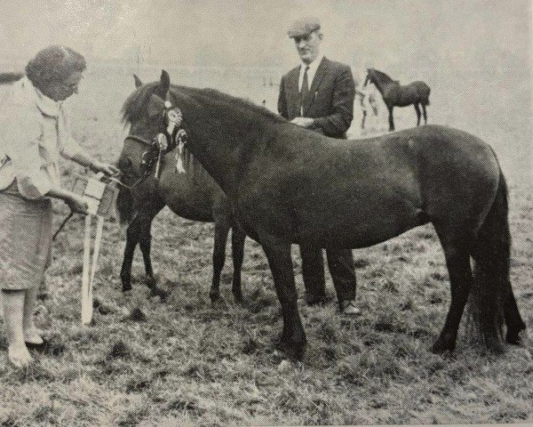 Pferd Whitestone Rock Rose (Dartmoor-Pony, 1964, von Rosevean Jack Snipe)