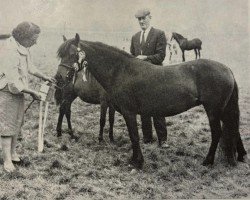 horse Whitestone Rock Rose (Dartmoor Pony, 1964, from Rosevean Jack Snipe)