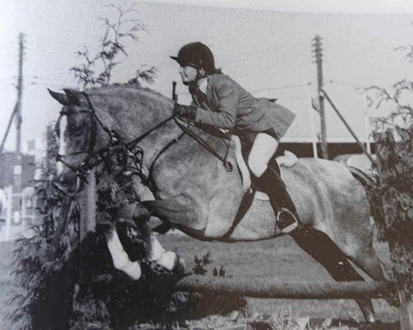 Pferd Deben Mr Jackson (British Riding Pony,  , von Atavistic xx)