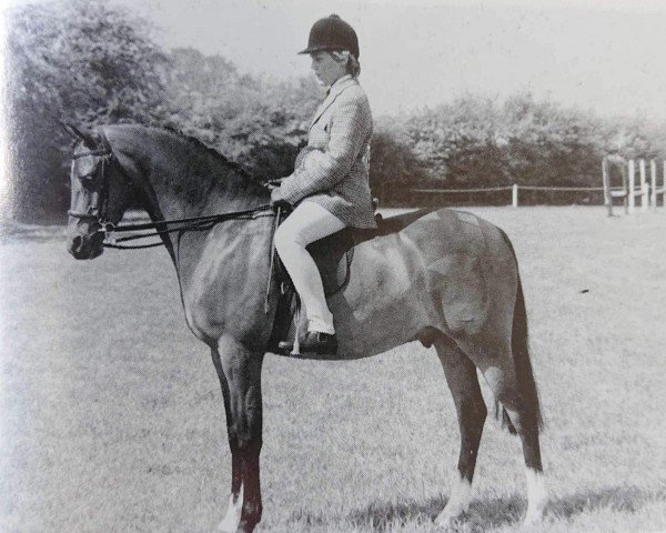 horse Bronzewood Sonata (British Riding Pony, 1983, from Criffell Caliph)