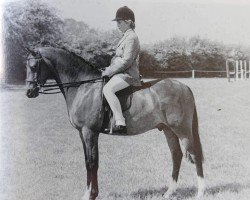 horse Bronzewood Sonata (British Riding Pony, 1983, from Criffell Caliph)