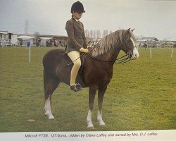 Pferd Millcroft Ftse (Welsh Pony (Sek.B), 1997, von Millcroft Royal Lustre)