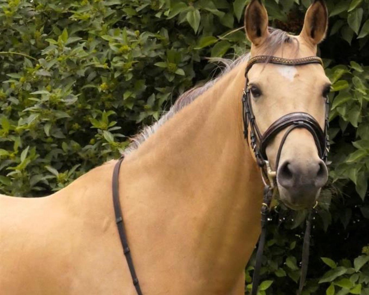 Zuchtstute Duchesse de couleur (Deutsches Reitpony, 2016, von Dimension AT NRW)