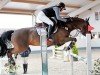 jumper Dubai 59 (German Riding Pony, 2009, from FS Cracker Jack)