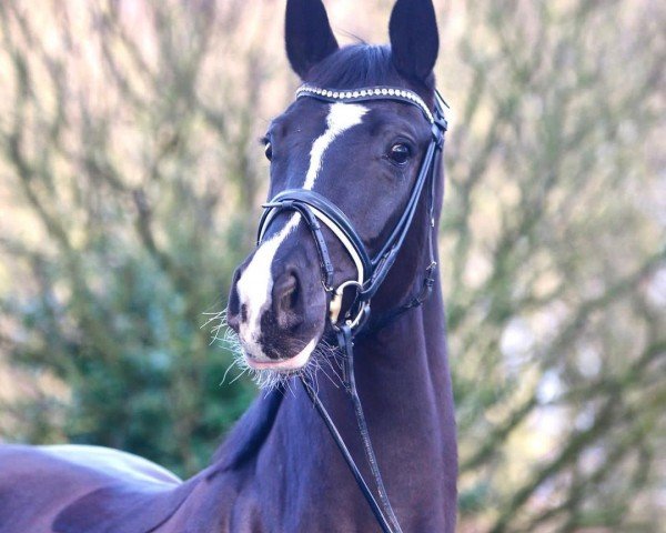 broodmare Weihamour (Oldenburg, 2016, from San Amour I)