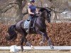 dressage horse Special Gold Pch (Oldenburg, 2016, from San Amour I)