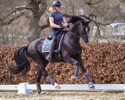 dressage horse Special Gold Pch (Oldenburg, 2016, from San Amour I)