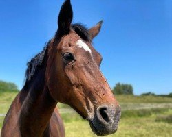 broodmare Weihevoll (Oldenburg, 2001, from Sandro Hit)