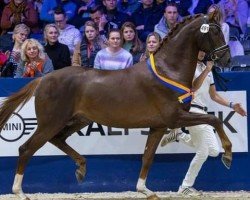 stallion L'avenir (Oldenburg, 2020, from Le Formidable)