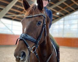 dressage horse Dream de Halliers (Oldenburg, 2017, from Glock's Dream Boy)