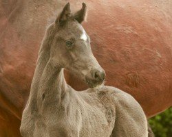 dressage horse Hengst von So Perfect / De Niro (Oldenburg, 2021, from So Perfect)