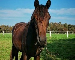 dressage horse Weihshadow (Oldenburg, 2020, from Sezuan's Donnerhall)