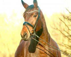 broodmare Felissima (Hanoverian, 2010, from First Dance)