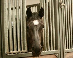 broodmare Weihlin (Oldenburg, 2018, from Franklin)