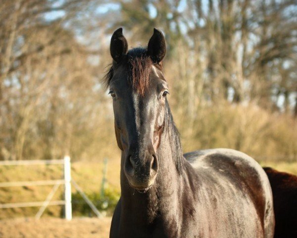 dressage horse Weihsanta (Oldenburg, 2020, from Santo Domingo)