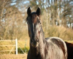 dressage horse Weihsanta (Oldenburg, 2020, from Santo Domingo)