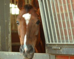 broodmare Weihe's Hope (Oldenburg, 2015, from Sir Donnerhall I)