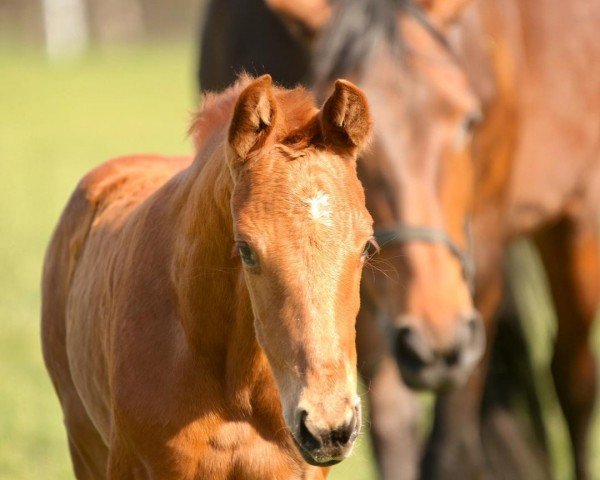 dressage horse First Vitalia (Oldenburg, 2022, from Vitalis)