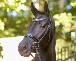 dressage horse Weihvirgin OLD (Oldenburg, 2018, from Vitalis)