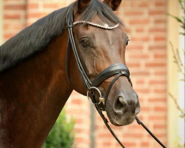 broodmare Weihronce (Oldenburg, 2013, from For Romance I)