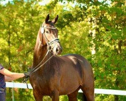 broodmare Weihtila (Oldenburg, 2019, from Totilas)