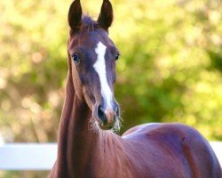 dressage horse Last Dance (Oldenburg, 2022, from Las Vegas)