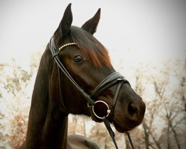 dressage horse Weihglamour (Oldenburg, 2020, from Glamourdale)