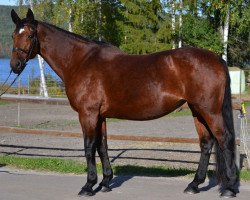 Pferd Inka Gold B (Hessisches Warmblut, 1997, von Im Frühling)