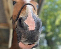 jumper San Miguel 15 (Hanoverian, 2010, from Sir Shutterfly)