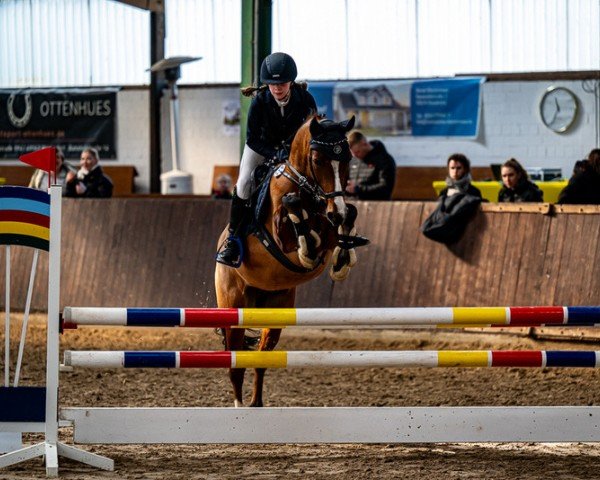 jumper Vitalis 9 (German Riding Pony, 2016, from Valido's Highlight)