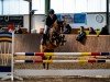 Springpferd Vitalis 9 (Deutsches Reitpony, 2016, von Valido's Highlight)