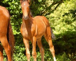 dressage horse Weihe´s Diamond (Oldenburg, 2023, from DSP VA Bene)