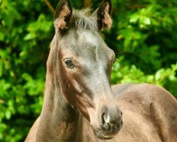 dressage horse Weihdiva (Oldenburg, 2023, from Foundation 2)