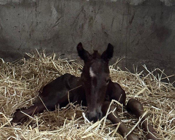 foal by Weihe´s Avenir (Oldenburg, 2023, from Escanto PS OLD)