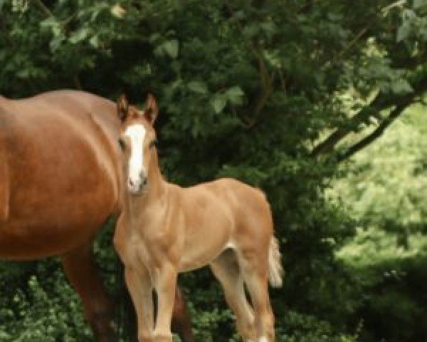 dressage horse Weihe´s Princess (Oldenburg, 2023, from Vitalis)