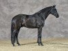 stallion Leclerc (Oldenburg, 2020, from Lord Europe)