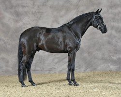 dressage horse Leclerc (Oldenburg, 2020, from Lord Europe)