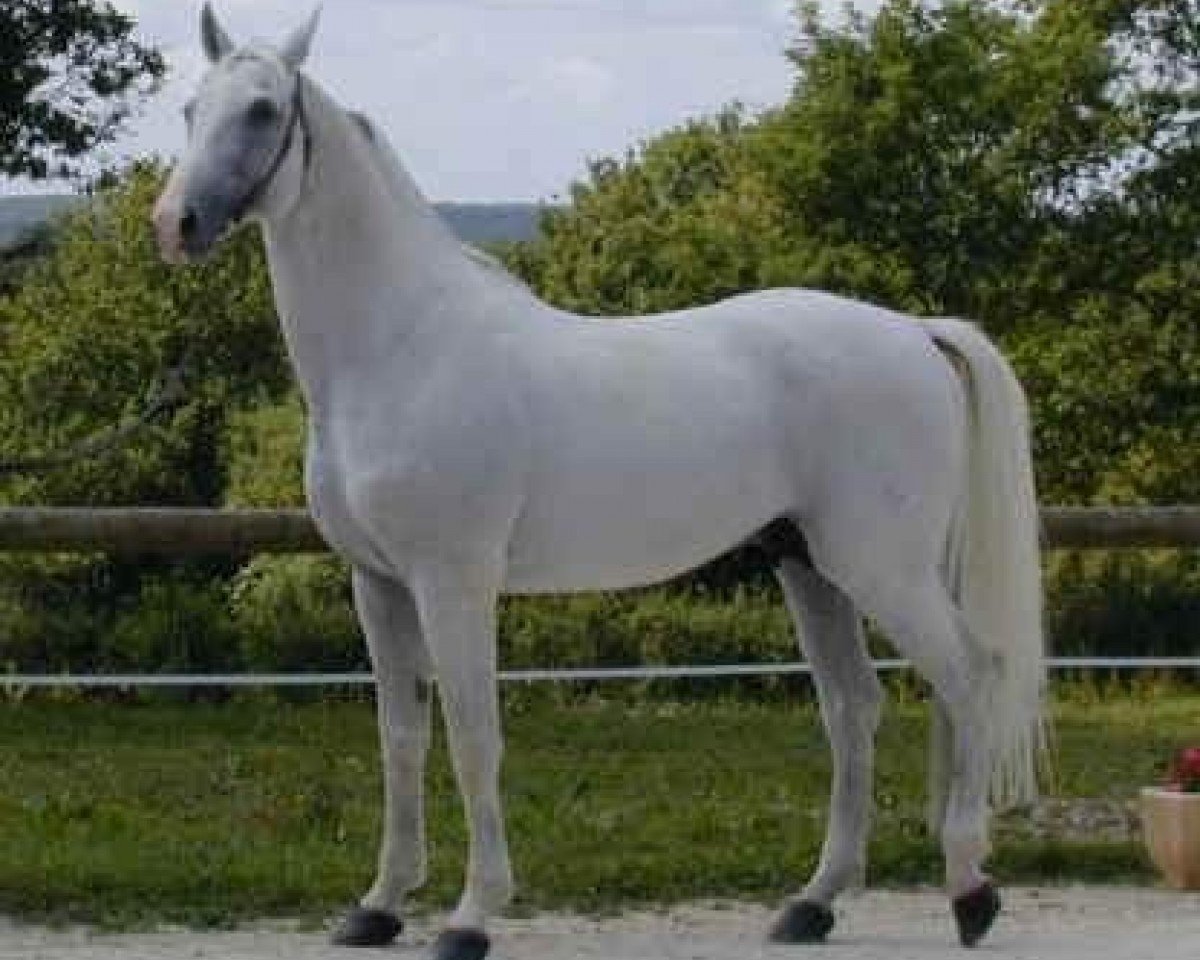stallion Airborne Montecillo (Selle Français, 1987, from Abdullah)