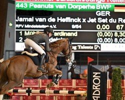 Springpferd Peanuts van Dorperheide (Belgisches Warmblut, 2015, von Jamal Vd Heffinck)