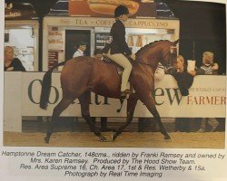 horse Hamptonne Dream Catcher (British Riding Pony, 1996, from Fairlyn Fanfare AA)