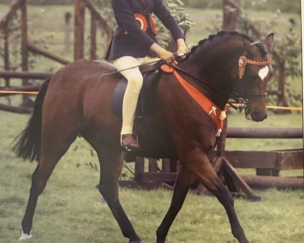 Pferd Sycamore Master Romeo (Welsh Partbred, 1999, von Rhoson Havana)