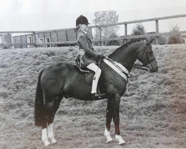 horse Cnapaton Calypso (Welsh-Pony (Section B), 1982, from Brockwell Chipmunk)