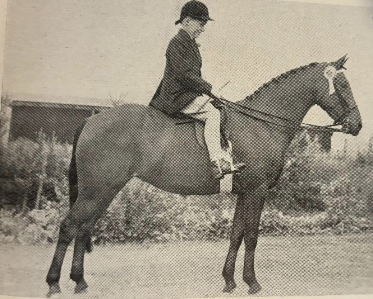 horse Parks Linnet of des Prez (Arab half breed / Partbred,  , from Jaleel ox)