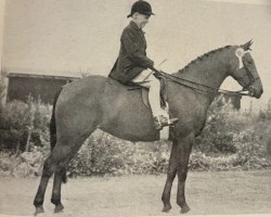 Pferd Parks Linnet of des Prez (Arabisches Halbblut / Partbred,  , von Jaleel ox)