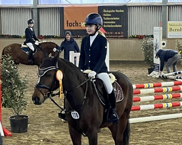 jumper Holsteins General (German Riding Pony, 2011, from Holsteins Gentleman)