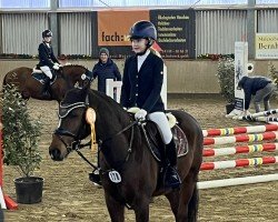 jumper Holsteins General (German Riding Pony, 2011, from Holsteins Gentleman)