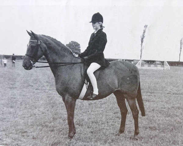 horse Cottrell Questionnaire (British Riding Pony,  , from Bwlch Zephyr)