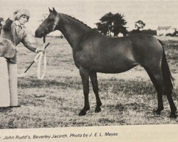 Pferd Beverley Jacinth (British Riding Pony,  , von Bwlch Hill Wind)