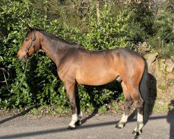 jumper Balou Bee (German Sport Horse, 2016, from Balou du Rouet)