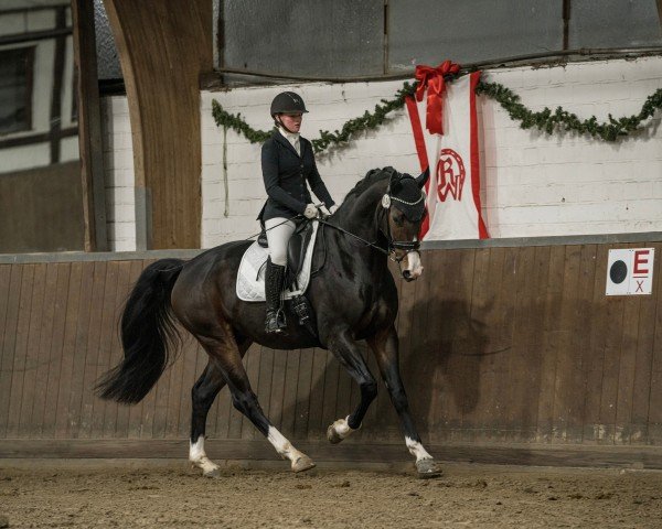 dressage horse Zauberhaft 7 (Westphalian, 2019, from Zoom)